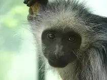 B�renstummelaffe (Colobus polykomos) im Affenhaus des Tiergarten Sch�nnbrunns in Wien, 20.4.22
