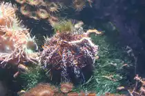 Pfaffenhut-Seeigel (Tripneustes gratilla) am 12.12.2009 im Aquarium des berliner Zoos.