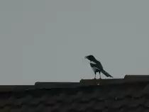 Elster (pica pica) auf den D�chern von Leipzig am 21.11.21