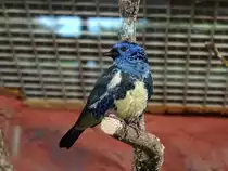 eine T�rkistangare (Tangara mexicana) im Bergzoo Halle am 03.07.2022