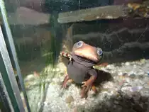 Ein Gekn�pfter Birma-Krokodilmolch (Tylototriton verrucosus) schaut verwundert im Tierpark G�rlitz, 14.2.22