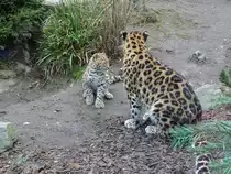 Amurleopardin Mia mit dem s��en Nachwuchs Manju (=die s��e) im Zoo Leipzig, 16.1.22