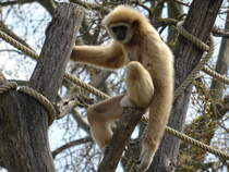 Ein Weihandgibbon (Hylobates lar) im Tiergarten Schnbrunn, 20. April 2022