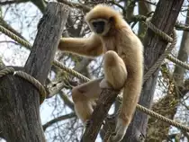 Ein Wei�handgibbon (Hylobates lar) im Tiergarten Sch�nbrunn, 20. April 2022