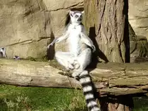 Ein Katta (lemur catta) sonnt sich auf die f�r Kattas typische Art im Tierpark Cottbus, 23.2.22