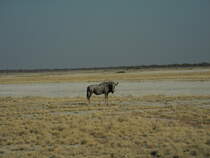 Ein Sdliches Streifengnu (Connochaetes taurinus taurinus) in der Weite des Etosha-Nationalparks in Namibia, 29.7.20