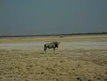 Ein S�dliches Streifengnu (Connochaetes taurinus taurinus) in der Weite des Etosha-Nationalparks in Namibia, 29.7.20