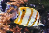 Kupferbinden-Pinzettfisch (Chelmon rostratus) am 12.12.2009 Aquarium im Berliner Zoo.