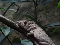 Ein Falsches Cham�leon (Anolis barbatus) im Zoo Dresden am 5.2.20