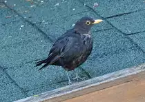 J�ngere Amsel auf dem Gartenhausdach - 07.08.2022