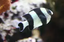 Vierbinden-Preu�enfisch oder Schwarzschwanzpreussenfisch (Dascyllus melanurus) am 12.12.2009 im Aquarium des Berliner Zoos.