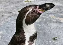 Portrait eines Humboldt Pinguins im K�lner Zoo -- 16.06.2022