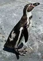 Humboldt Pinguin im K�lner Zoo - 16.06.2022
