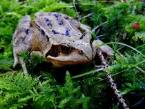  Aug in Aug  im  moosbedeckter Umgebung; leider ist mir dieser  Bursche  nicht bekannt; 220911