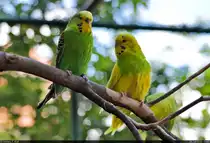 Und, was isst du morgen zum Mittag? 
Neckisches Gespr�ch zum Wochenende zwischen zwei Wellensittichen (Melopsittacus undulatus) im Zoo Aschersleben.

🕓 16.7.2022 | 14:00 Uhr