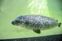 Robbe in der Seehundstation Friedrichskoog im Kreis Dithmarschen. Aufnahme: 22. September 2022.