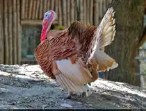 Willibald stolziert durch seine Anlage.
Ronqui�rez-Puter (Meleagris gallopavo f. domestica) im Zoo Aschersleben.

🕓 16.7.2022 | 16:11 Uhr