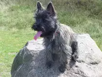 Cairn Terrier H�ndin   Lisa   