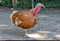 Willibald, der Ronqui�rez-Puter, muss immer das letzte Wort haben.
Die Aufnahme entstand am 2. Tierpatentag des Zoo Aschersleben, bei dem auch hinter die Gehegez�une geblickt werden konnte.

🕓 16.7.2022 | 16:18 Uhr