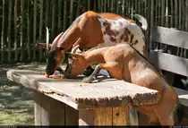 Tischmanieren wollen gelernt sein...
Zwergziegen (Capra aegagrus hircus) im Streichelgehege des Zoo Aschersleben.

🕓 16.7.2022 | 16:38 Uhr