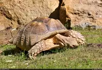 Die Spornschildkr�ten (Centrochelys sulcata) f�hlen sich in ihrem neuen Allwetter-Gehege wohl.
Fotografiert im Zoo Aschersleben.

🕓 16.7.2022 | 16:42 Uhr