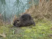 Nutria oder auch Biberratte genannt,
das Nagetier stammt aus S�damerika und ist mittlerweile in
ganz Mitteleuropa verbreitet,
lebt wild,wie hier fotografiert,aber auch in Farmen als Pelz-und
Fleischlieferant,
Jan.2010