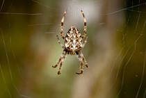 Spinne in Lauerstellung. - 29.09.2022