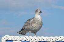 Eine Silbermwe (Larus argentatus), am 07.10.22 am Strand von Binz auf Rgen. 