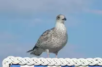 Eine Silberm�we (Larus argentatus), am 07.10.22 am Strand von Binz auf R�gen. 