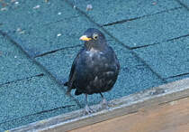 Junge Amsel auf dem Gartenhausdach - 07.08.2022