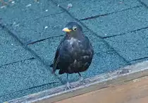 Junge Amsel auf dem Gartenhausdach - 07.08.2022