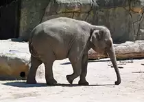 Asiatischer Elefant im K�lner Zoo - 14.06.2022