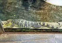 Gelbgeb�nderter Philippinen Bindenwaran im Aquarium des K�lner Zoos - 14.06.2022