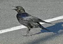 Rabenkr�he auf einem Supermarkt-Parkplatz in Euskirchen - 02.08.2022