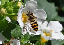 Schwebfliege im Garten - 16.06.2022