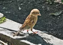 Sperling als Gast im K�lner Zoo - 14.06.2022