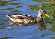 Stockente im Freizeitpark Rheinbach - 06.09.2022