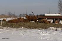 Highland Cattle oder schottisches Hochlandrind, Jan. 2010 in MOL.