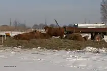 Highland Cattle oder schottisches Hochlandrind, Jan. 2010 in MOL.