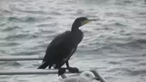 Ein Kormoran (Phalacrocorax carbo) am 27.09.22 auf der Seebr�cke von Sellin auf der Insel R�gen MV.  Das Verbreitungsgebiet der Art umfasst gro�e Teile Europas, Asiens und Afrikas, au�erdem Australien und Neuseeland sowie Gr�nland und die Ostk�ste Nordamerikas.  (Zitat aus Wikipedia)