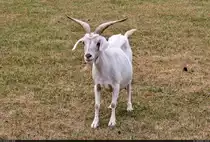 Saanenziege auf der Tierwiese des H�henparks Killesberg in Stuttgart.

🕓 28.7.2022 | 14:52 Uhr