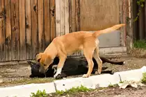 Spielende wilde Stra�enhunde am 27.09.2022 in Doboj (Bosnien-Herzegowina) in der N�he des Bahnhofes. Bez�glich der Rasse ist vermutlich von hundert Jahren Hundegeschichte auszugehen. 