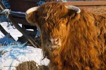 Schottisches Hochlandrind, Jan. 2010 in MOL. Knnen diese Augen lgen?