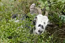 Wer schaut denn da aus dem Geb�sch? Eine der gen�gsamen Ziegen, welche am 28.09.2022 oberhalb Kotors (Montenegro) in einer Gruppe von ca. 20-30 Tieren gehalten werden. 