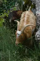 Lecker Gr�nzeug...
Grasende Ziege bei Kotor in Montenegro am 28.09.2022. 