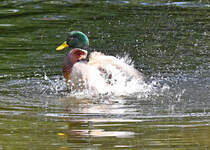 Badespa einer Stockente im Schillerpark Euskirchen - 26.10.2022