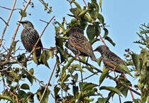 Drei Stare im Baumgest - 29.09.2022