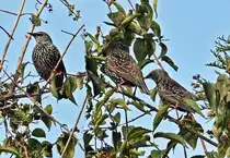 Drei Stare im Baumge�st - 29.09.2022