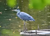 Graureiher im Schillerparkteich Euskirchen - 26.10.2022