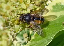 Igelfliege im Garten (die Stacheln (Namensgeber) gut zu erkennen - 09.10.2022